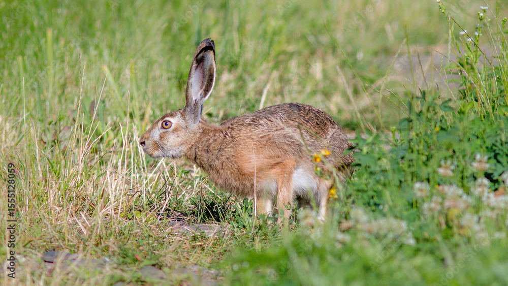 Obraz premium rabbit in the grass