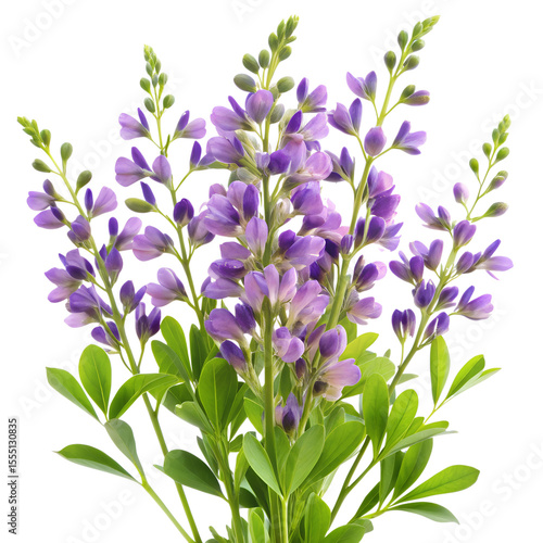 Baptisia Flower  isolated on transparent background
