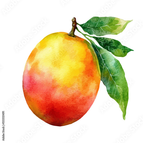 Tropical Ripe Juicy Mango, watercolor vector, isolated on a white background.