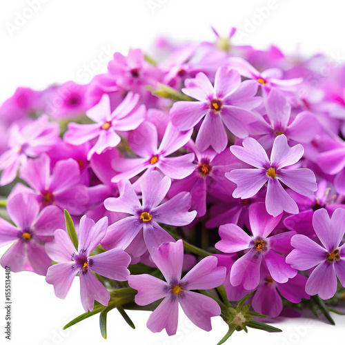 Creeping Phlox  isolated on transparent background