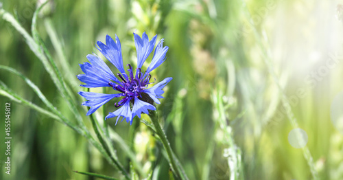 Green, not yet ripe wheat, rye field. Image of a green ear of wheat. Red poppies, cornflowers and other pest flowers between wheat ears. Selective focus, blur. Concept of a good harvest.