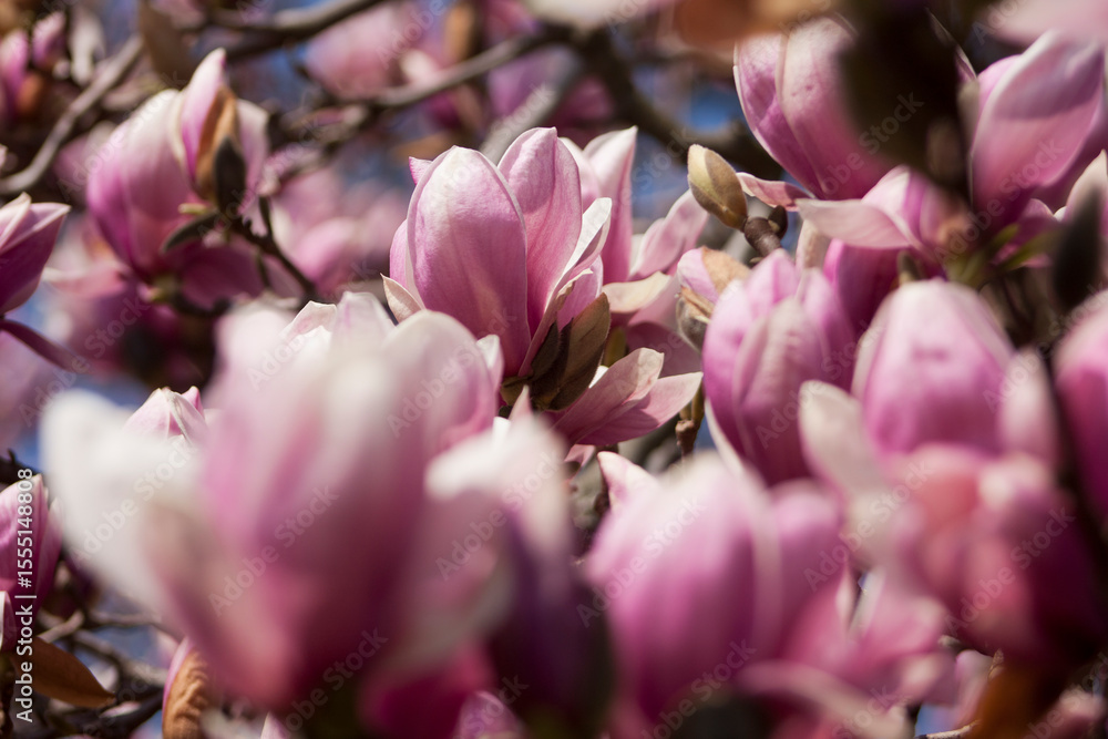 Magnolia tree in bloom Magnolia tree in bloom