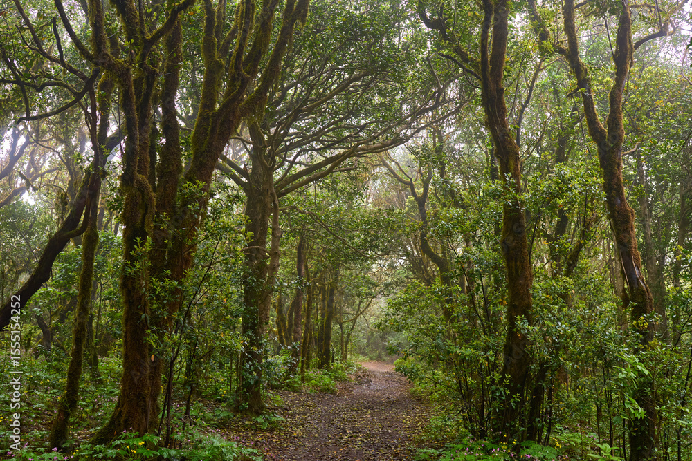 Obraz premium Laurisilva trail in Anaga forest
