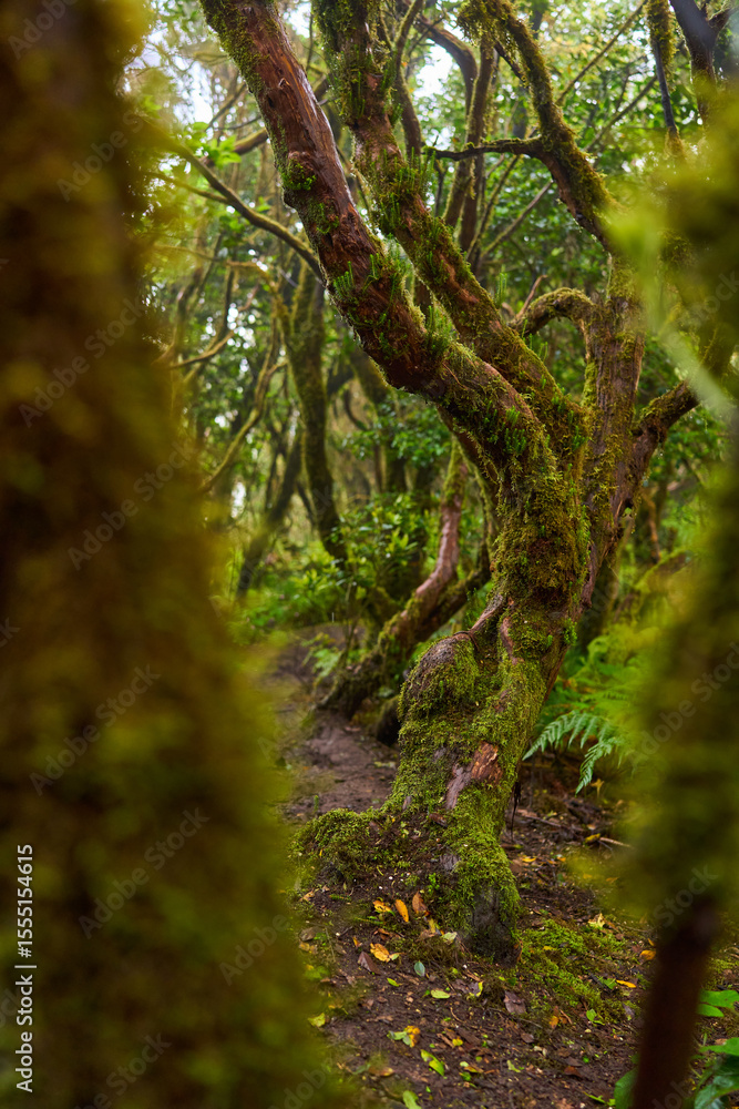 Naklejka premium Twisting mossy trail in Anaga forest