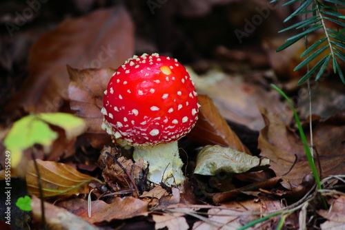 A striking red fly agaric mushroom stands out on the forest floor, its white-dotted cap vivid against fallen leaves and moss. 
