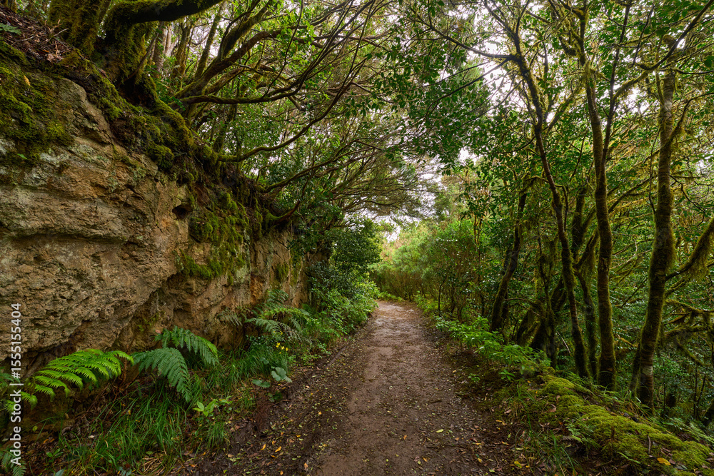 Fototapeta premium Twisted canopy over muddy trail