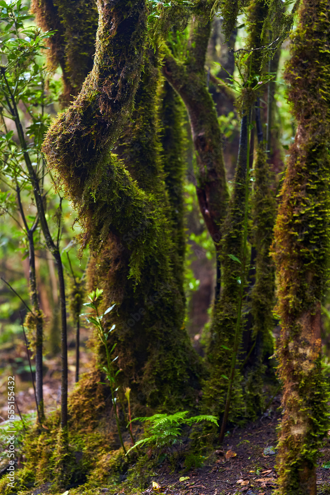 Fototapeta premium Mossy branches in laurisilva canopy