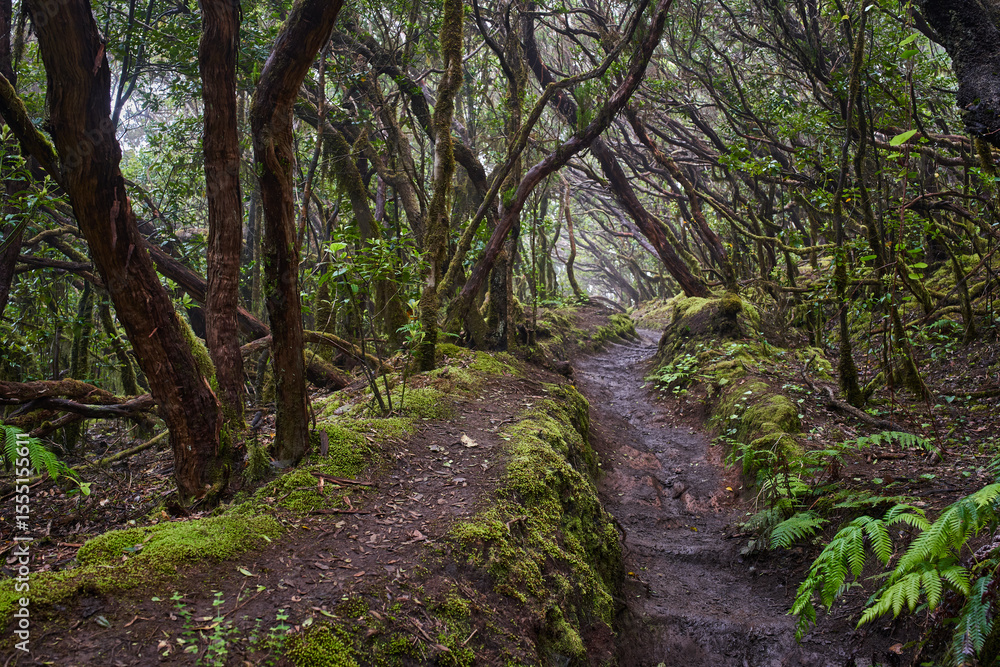 Fototapeta premium Guanche stone steps in Anaga forest