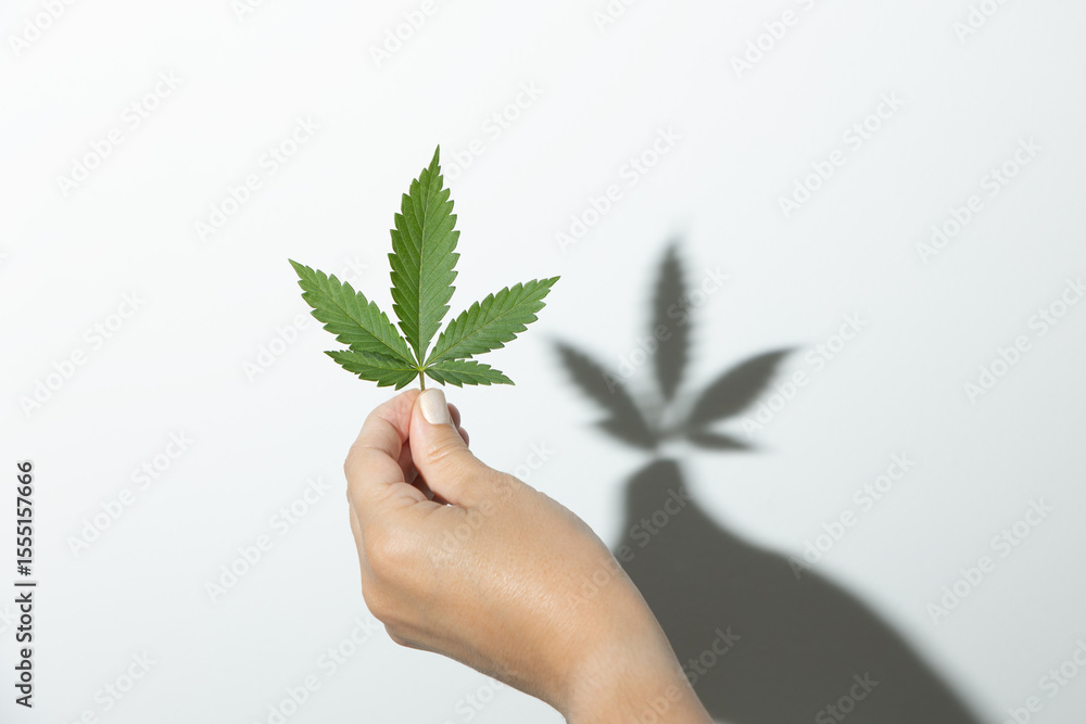 A hand holds a fresh green cannabis leaf against a white background, casting a sharp shadow. The image highlights natural medicine, minimalism, and the clean aesthetics of herbal wellness A hand holds a fresh green cannabis leaf against a white background, casting a sharp shadow. The image highlights natural medicine, minimalism, and the clean aesthetics of herbal wellness