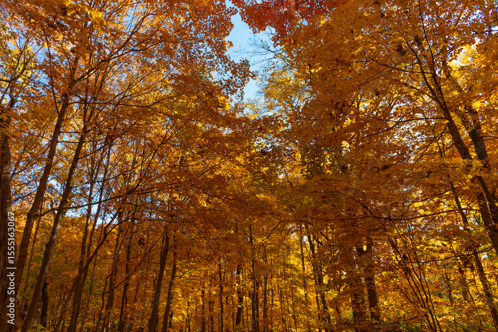 Seasonal forest. Natural fallen leaves. Autumnal leaves on tree. Autumnal season nature. Bright color fall. Autumn season. Fall leaves change color. Sunny fall weather. Nature fall weather