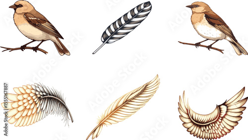 Illustration showing two birds perched on branches and three different feathers isolated on black illustration vector set collection
