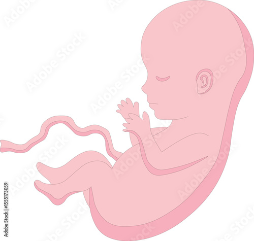 "Human Fetus Development Illustration – Embryo Growth Stage Medical Diagram"