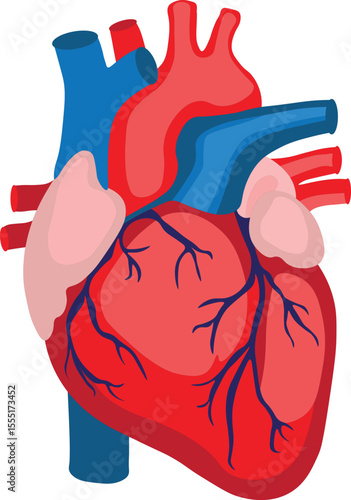 "Human Heart Anatomy Illustration – Labeled Medical Diagram of Heart Chambers and Arteries"