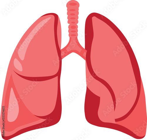 "Human Lungs Anatomy Illustration – Labeled Diagram of Respiratory System and Lung Structure"