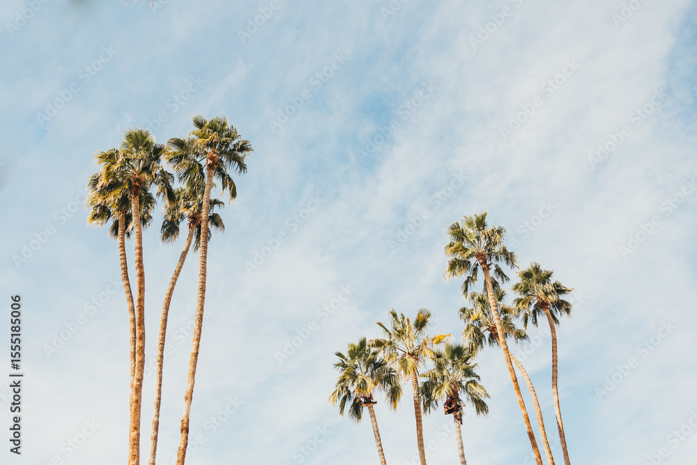Fototapeta premium Three tall palm trees stretch into a soft blue sky with light clouds.