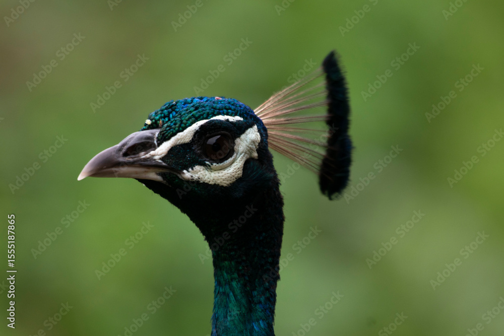 © Tanmayi - portrait of a peacock © Tanmayi - portrait of a peacock