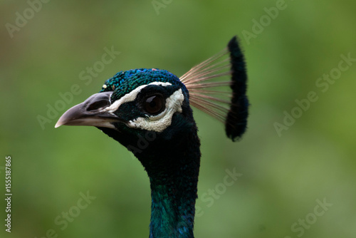 portrait of a peacock