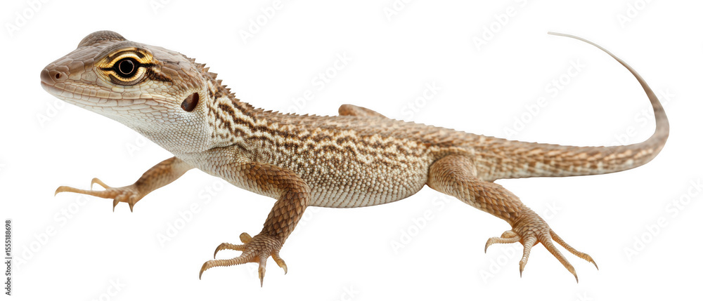 Naklejka premium Lizard action pose on transparent background cutout natural environment wildlife photography