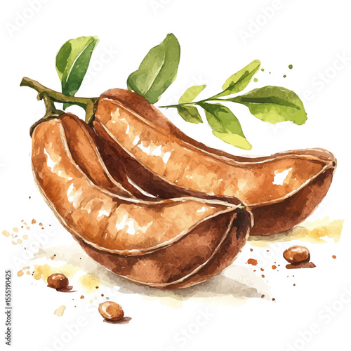 Tangy Tamarind Pod, watercolor vector, isolated on a white background.