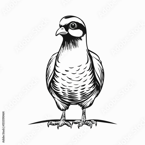 Partridge Vector Image isolated on white