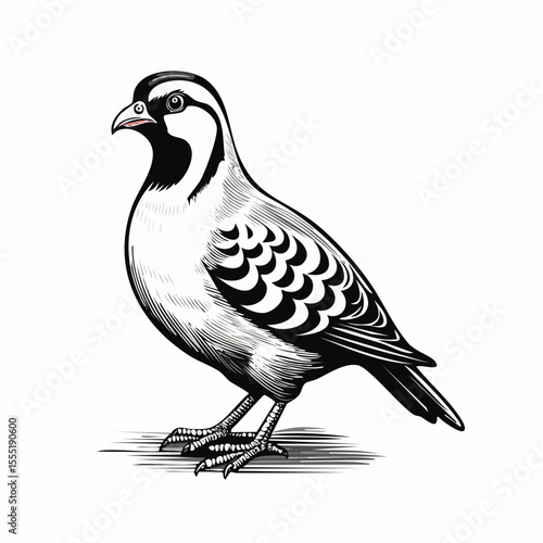 Partridge Vector Image isolated on white