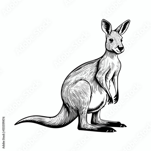 Kangaroo Vector Images. Kangaroo Sitting image vector isolated on white background.