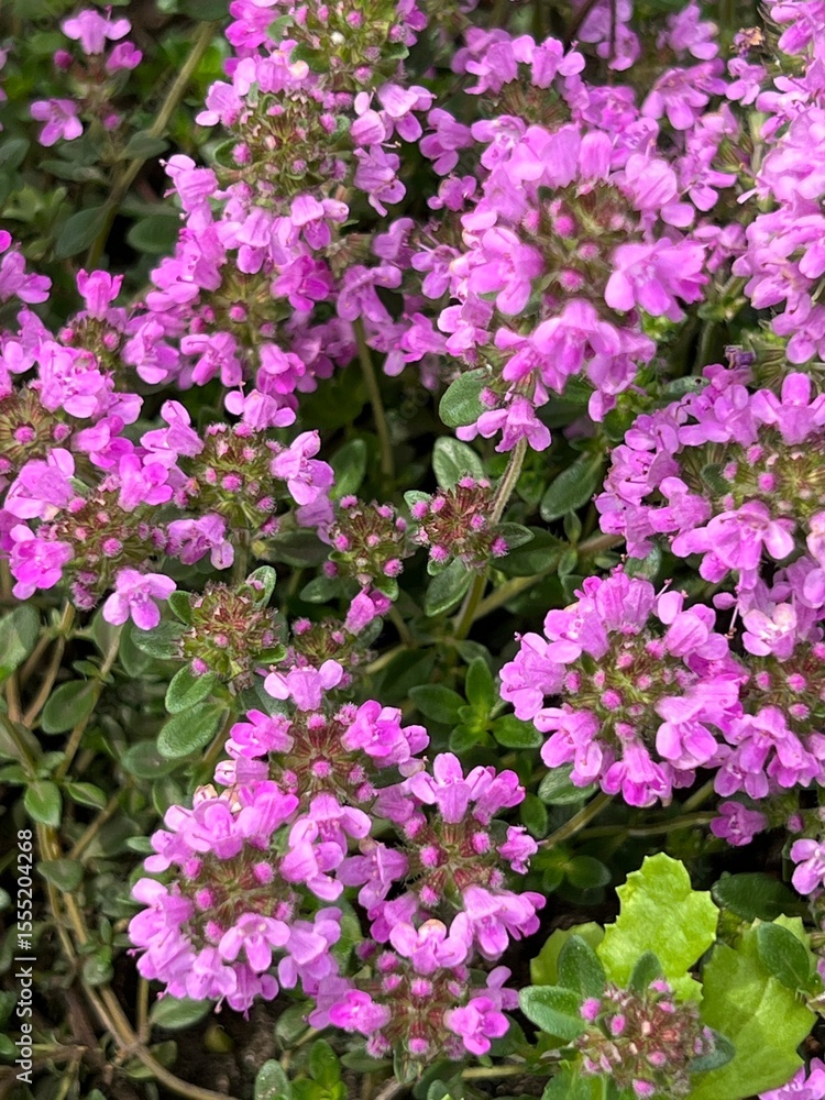Lilac flowers of early thyme in the garden in early summer Lilac flowers of early thyme in the garden in early summer