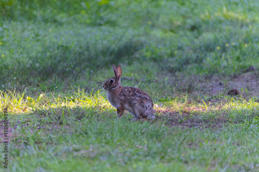 Fototapeta premium A cross between a domestic and wild rabbit in a pasture in the morning
