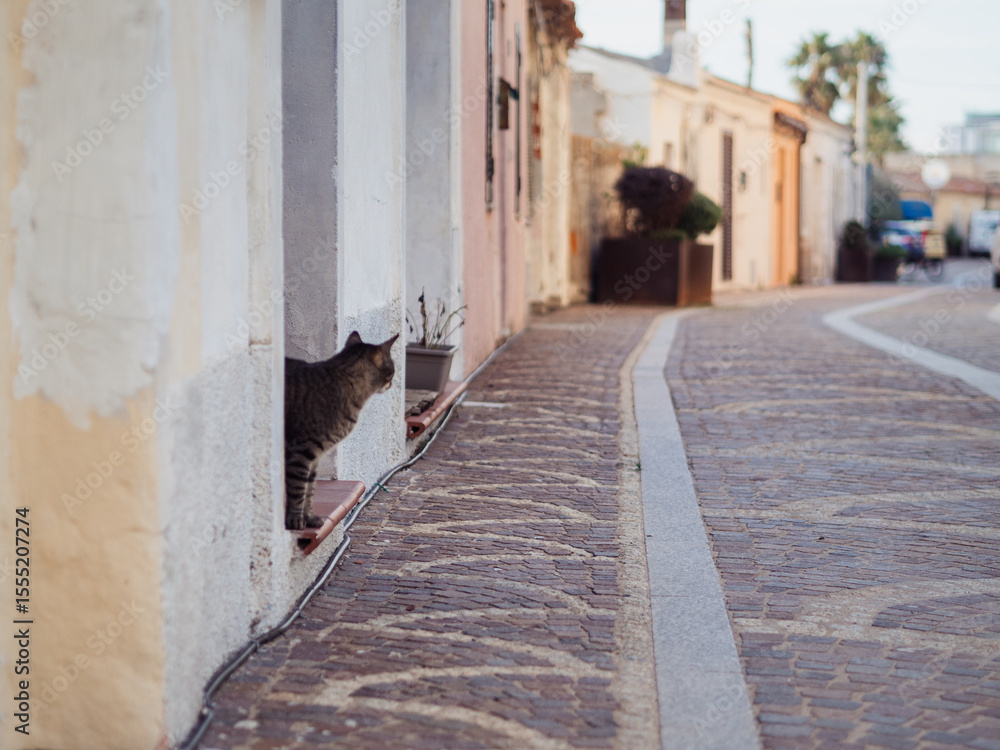 Obraz premium Stray Cat on Doorstep Along a Narrow Cobblestone Street in Golfo Aranci, Sardinia. Horizontal View of Authentic Italian Coastal Life