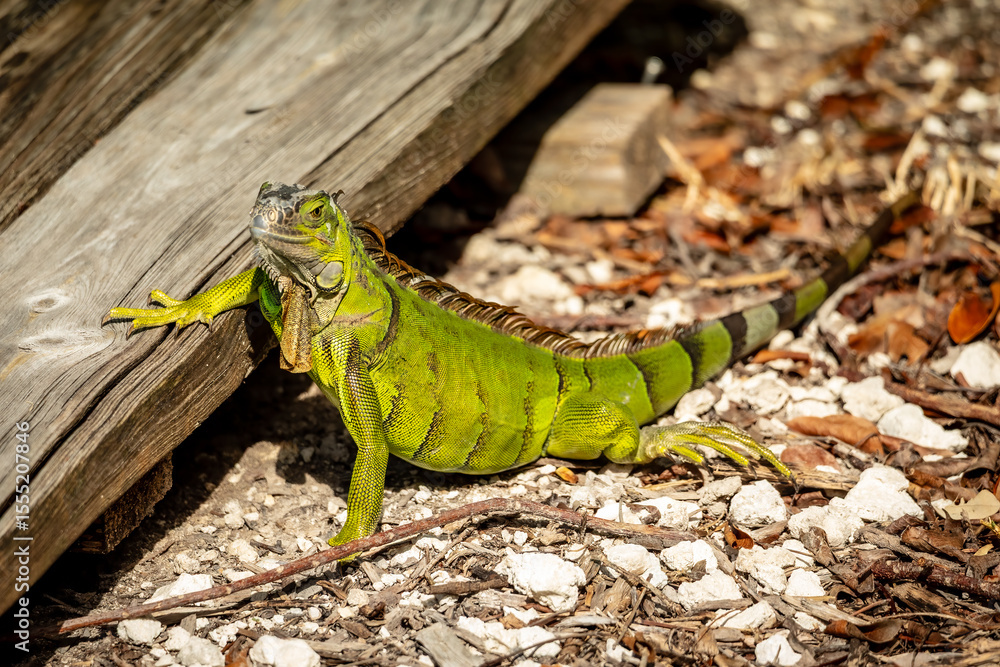 Fototapeta premium Green Iguana