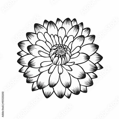 Beauty Aster Stock Illustrations. Black and white Aster Flower image vector.