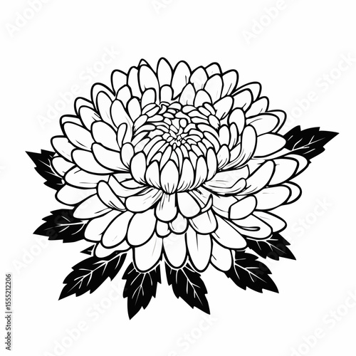 Beauty Aster Stock Illustrations. Black and white Aster Flower image vector.