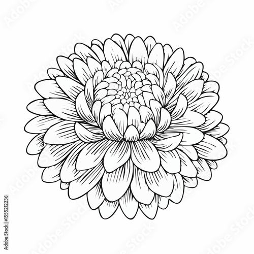 Beauty Aster Stock Illustrations. Black and white Aster Flower image vector.