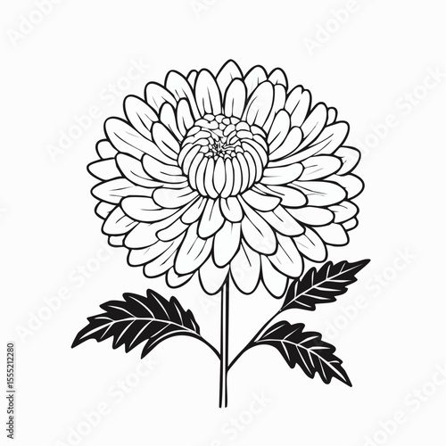 Beauty Aster Stock Illustrations. Black and white Aster Flower image vector.