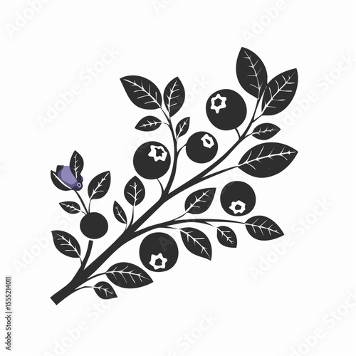 Blueberry Branch Image vector. Black and white Blueberry Branch vector on white background.