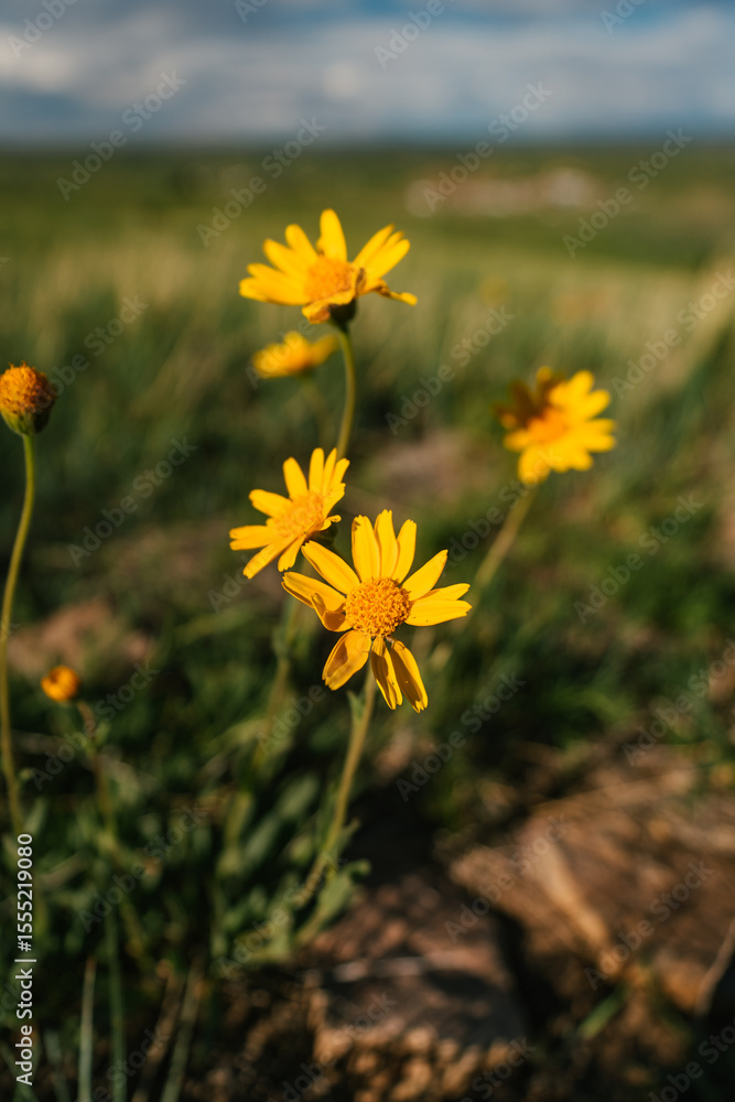 Fototapeta premium 20250515-151452-untitled-2.ARW