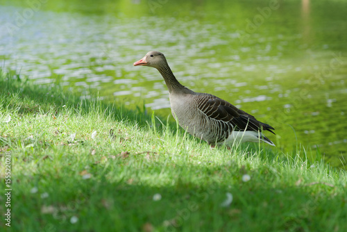 Greylag goose (Anser anser) by the lake, wild waterfowl in natural habitat