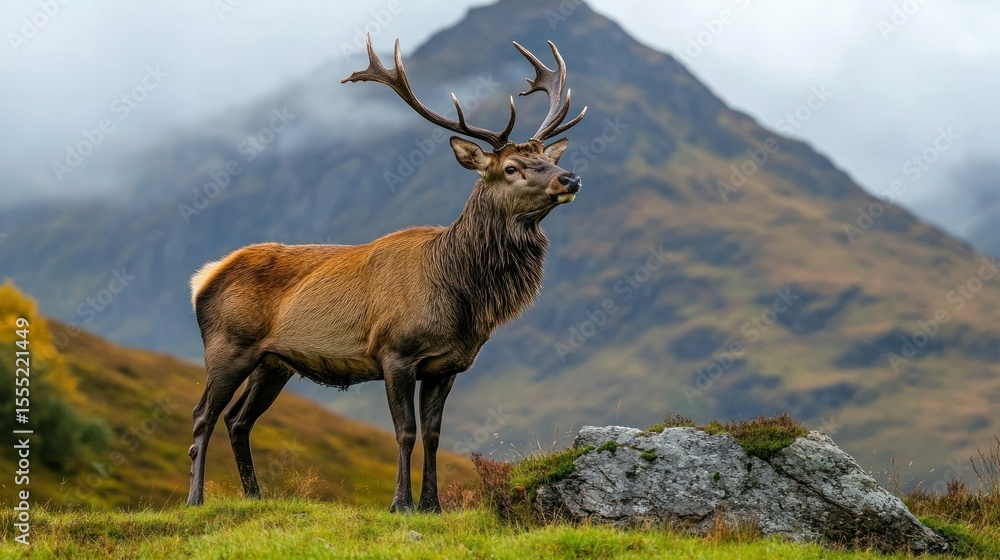 Obraz premium Majestic stag on alpine hillside