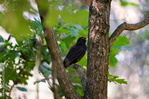 kos na gałęzi czyszczący pióra
