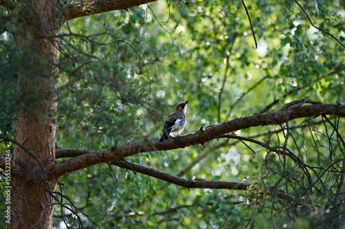 sójka na gałęzi © Piotr