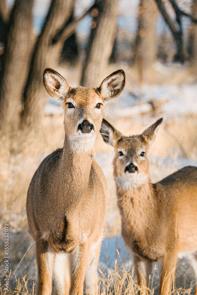 Fototapeta premium 20250126-144214-untitled-2.ARW