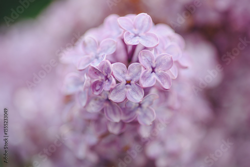 beautiful purple lilac flowers, green trees, summer day, macro photo, selective focus