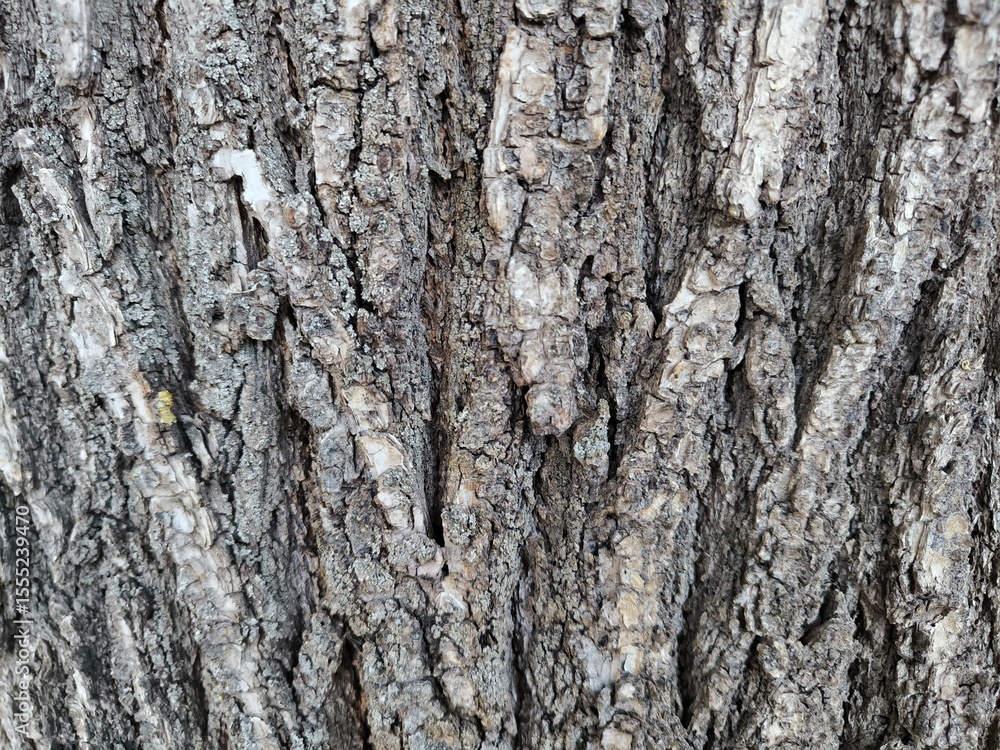 bark of a tree bark of a tree