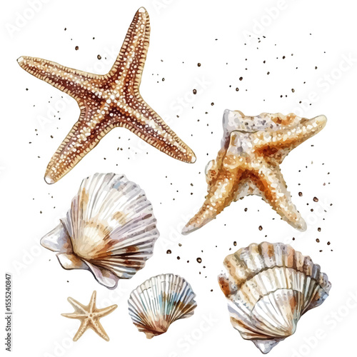 watercolor vector of Starfish Seashells Sand Patterns, isolated on a white background.