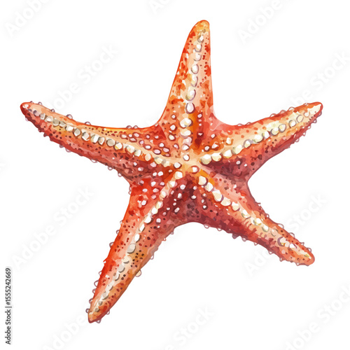 Starfish Close Up, watercolor drawing vector, isolated on a white background.