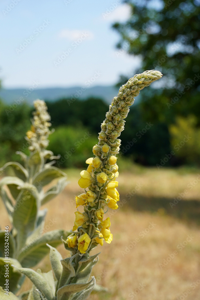 Mullein common Bear's ear yellow flower herbaceous plant nature Bulgaria Mullein common Bear's ear yellow flower herbaceous plant nature Bulgaria