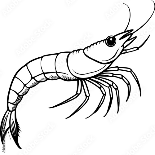 vector illustration of shrimp