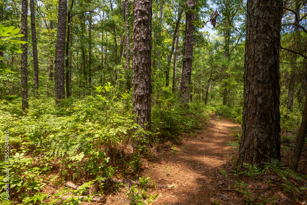 Fototapeta premium Lush green forest path winding through tall trees on a sunny day in a serene wilderness area