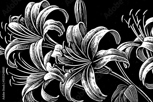 lily flower with curving petals and long stamens, a black and white sketch vector