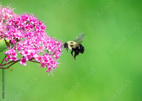 A bumble bee  flying to a sprig of weigela  flower on a bush with a green background